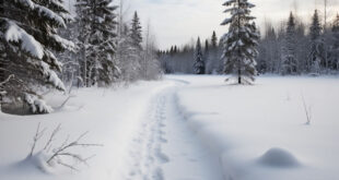 Снежное приключение в Карелии: зимняя сказка среди северных красот