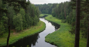 Выходные дни в Беловежской пуще: путешествие в сердце первозданной природы